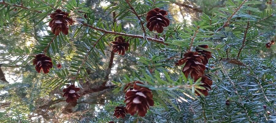 Tsuga heterophylla fruit