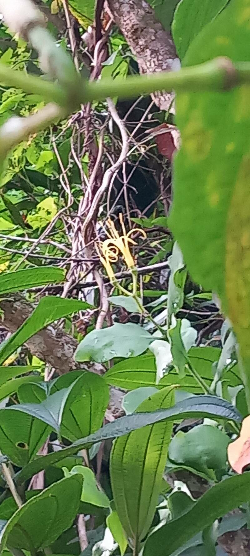 Psittacanthus martinicensis flower