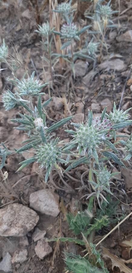 Eryngium hookeri flower