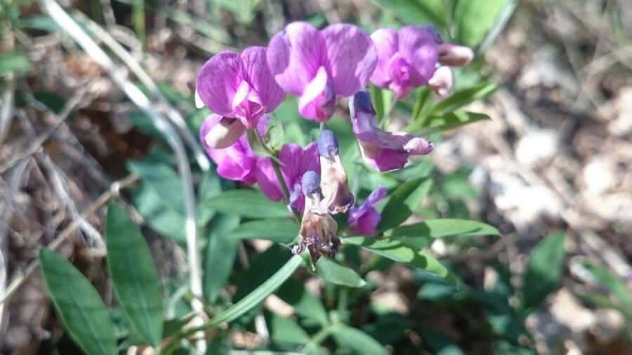 Lathyrus japonicus flower