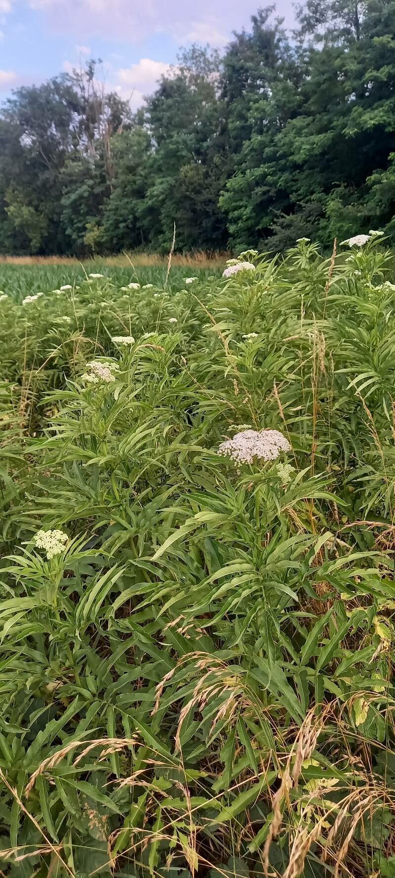 Angelica heterocarpa habit