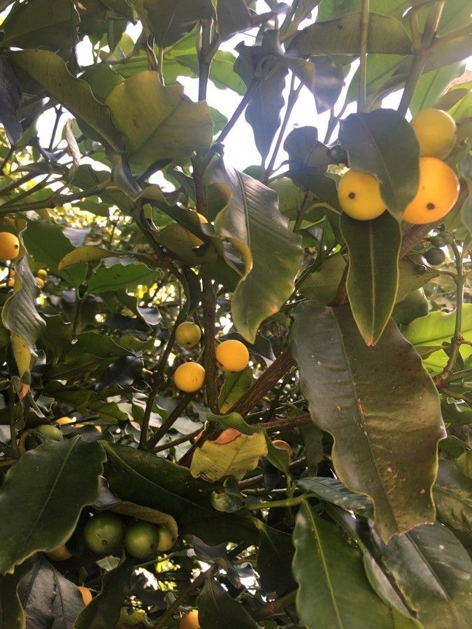 Garcinia brasiliensis fruit