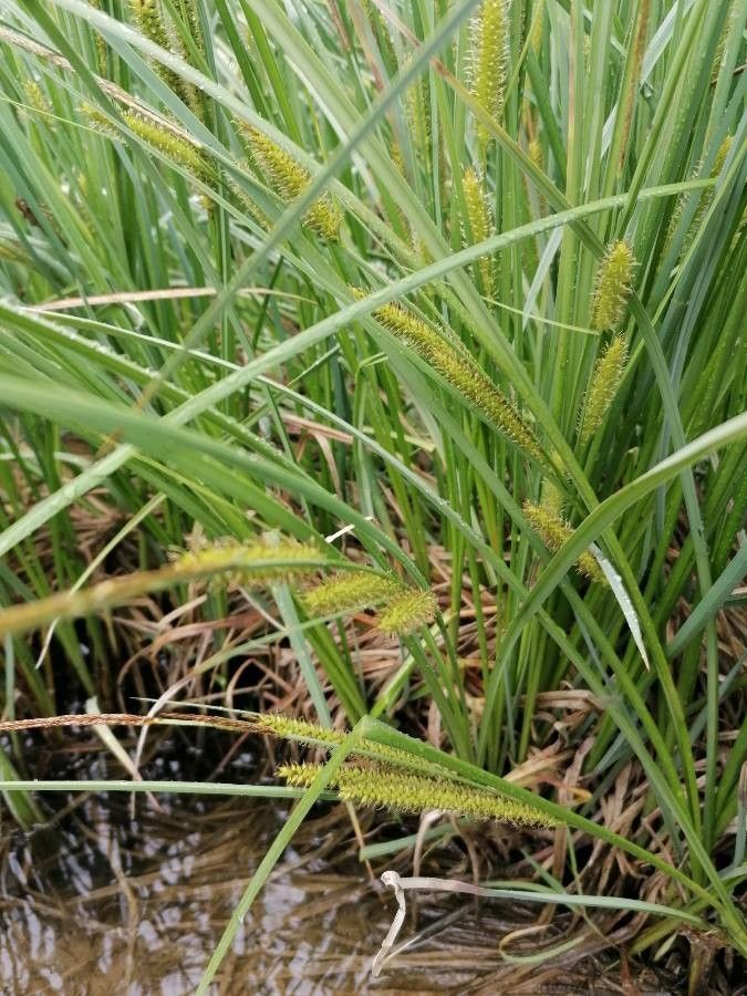 Carex rostrata leaf