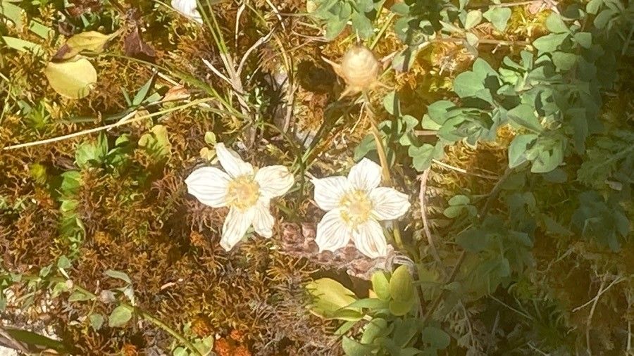 Parnassia glauca flower