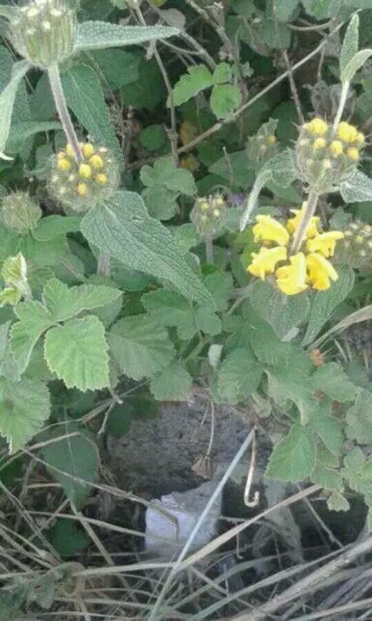 Phlomis longifolia flower