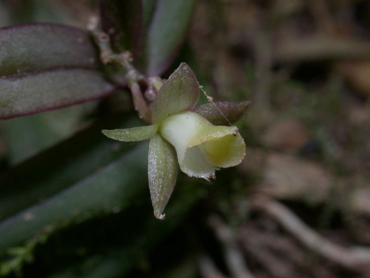 Epidendrum physodes fruit