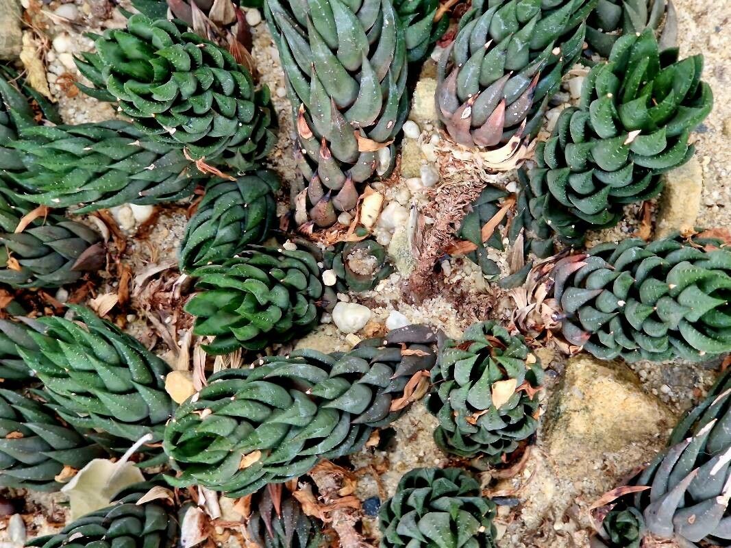 Haworthiopsis coarctata