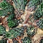 Haworthiopsis coarctata