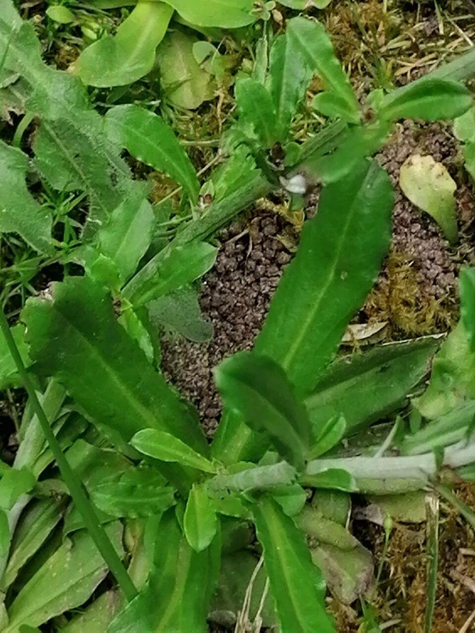 Gnaphalium americanum leaf