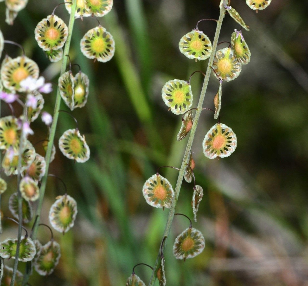 Thysanocarpus curvipes flower