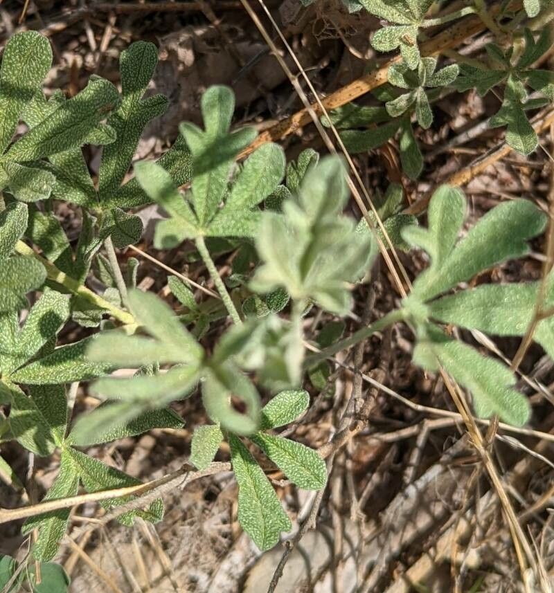 Sphaeralcea coccinea leaf