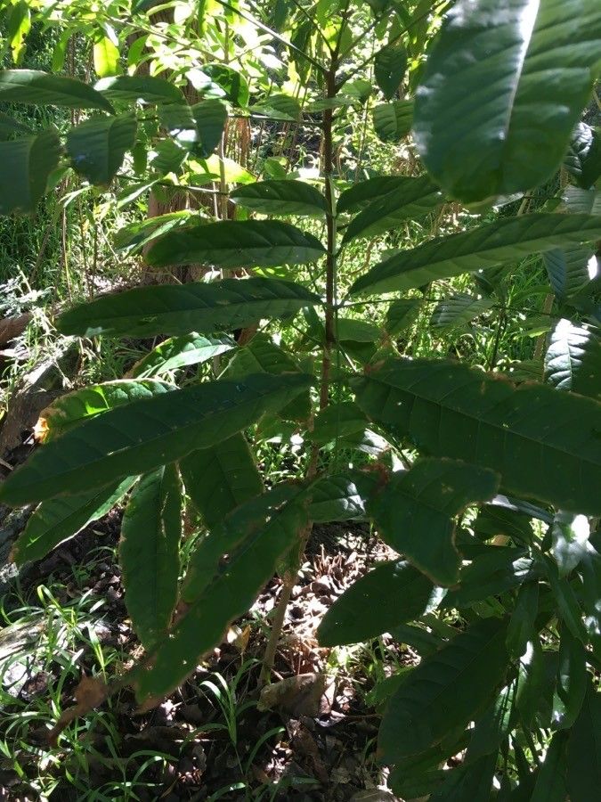 Cupaniopsis mackeeana leaf