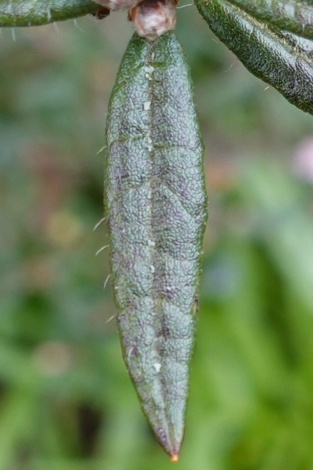 Rhododendron pubescens leaf