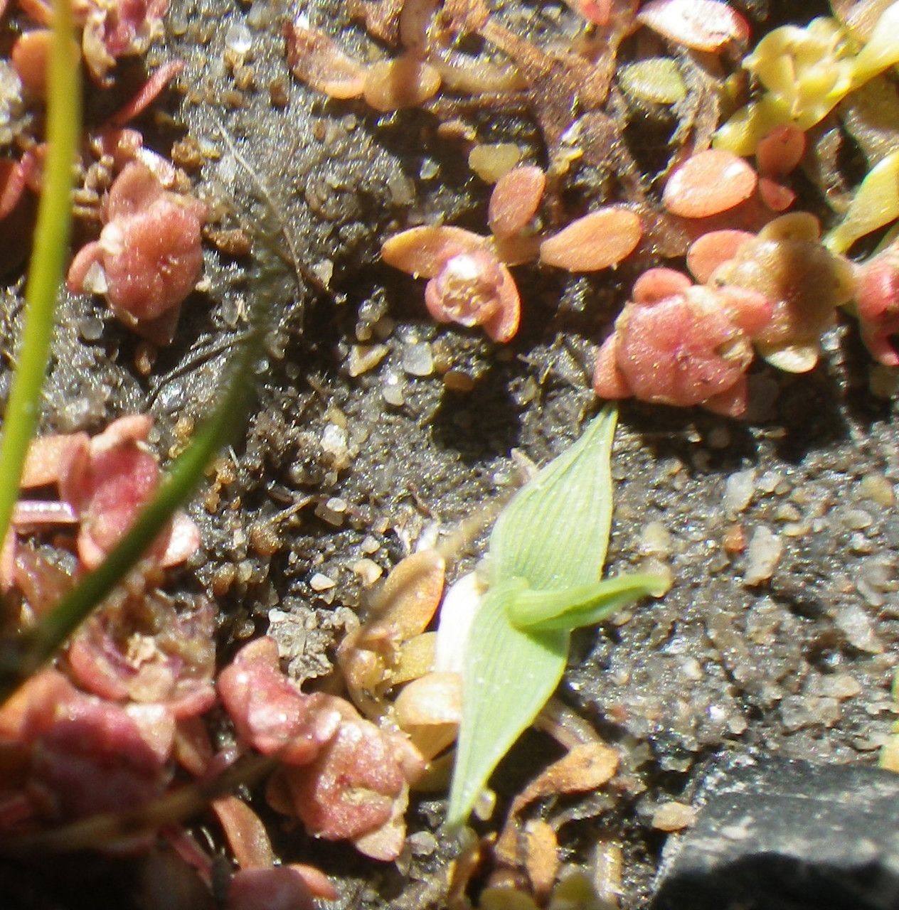 Elatine macropoda habit