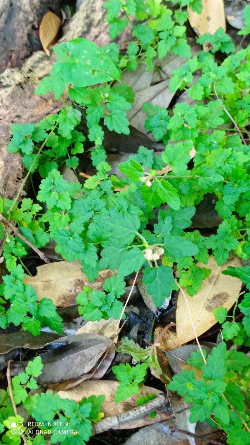 Scutellaria kikai-insularis fruit