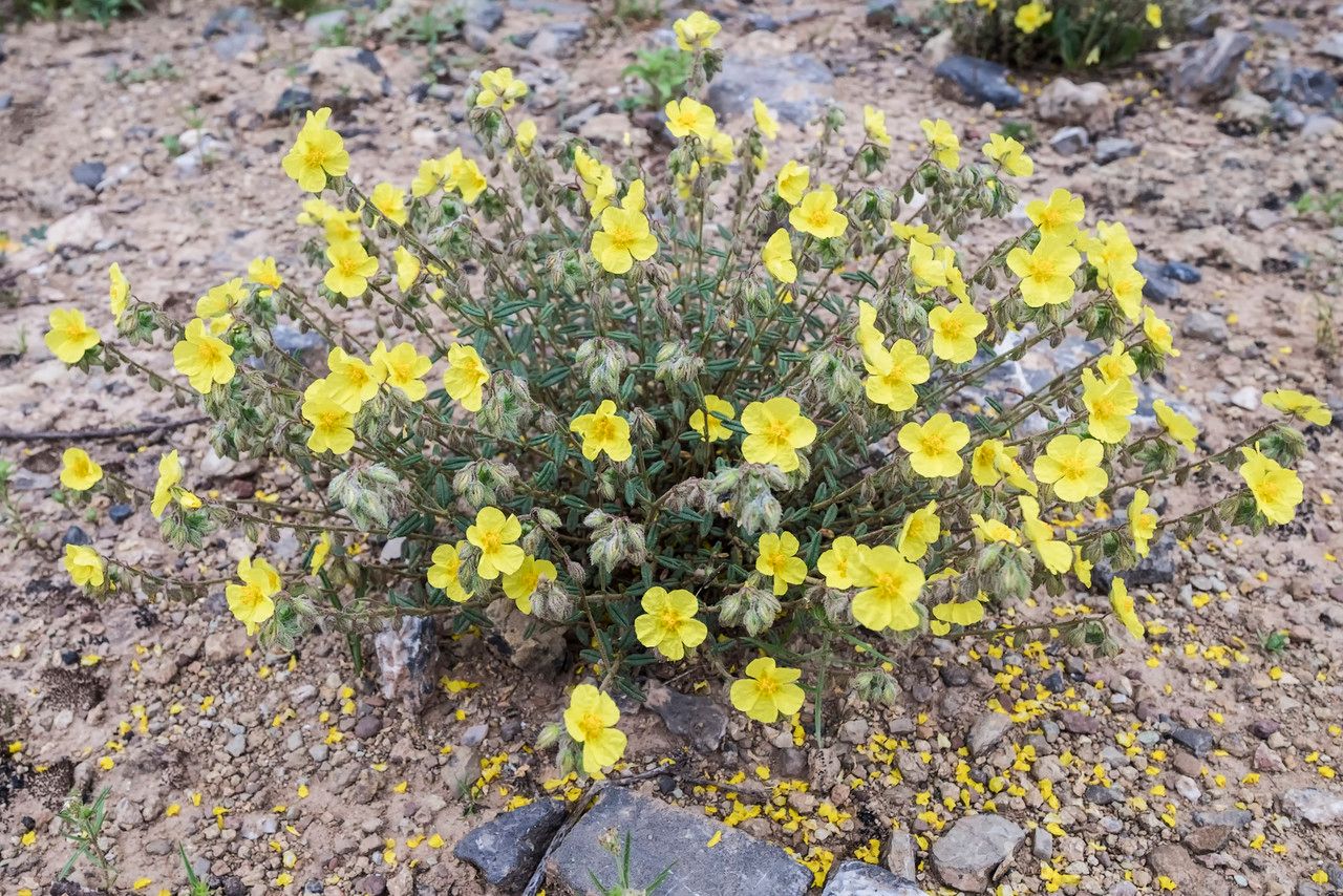 Helianthemum hirtum fruit