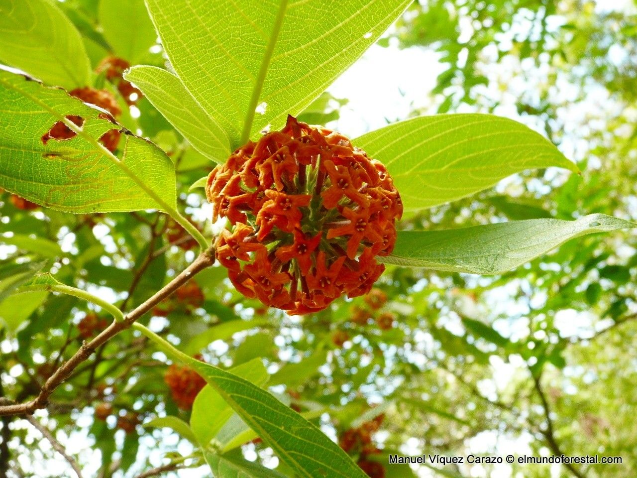 Arachnothryx aspera — related species from the same genus