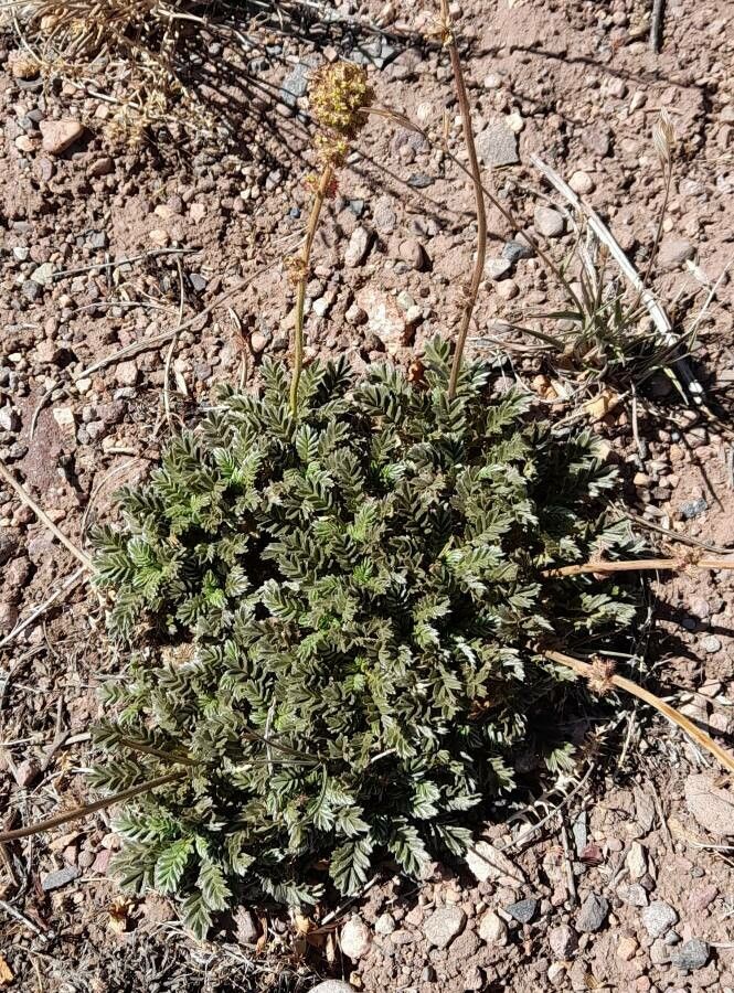 Acaena caespitosa habit