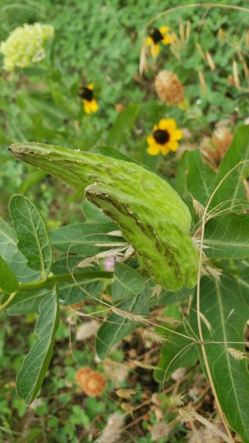 Asclepias viridis fruit