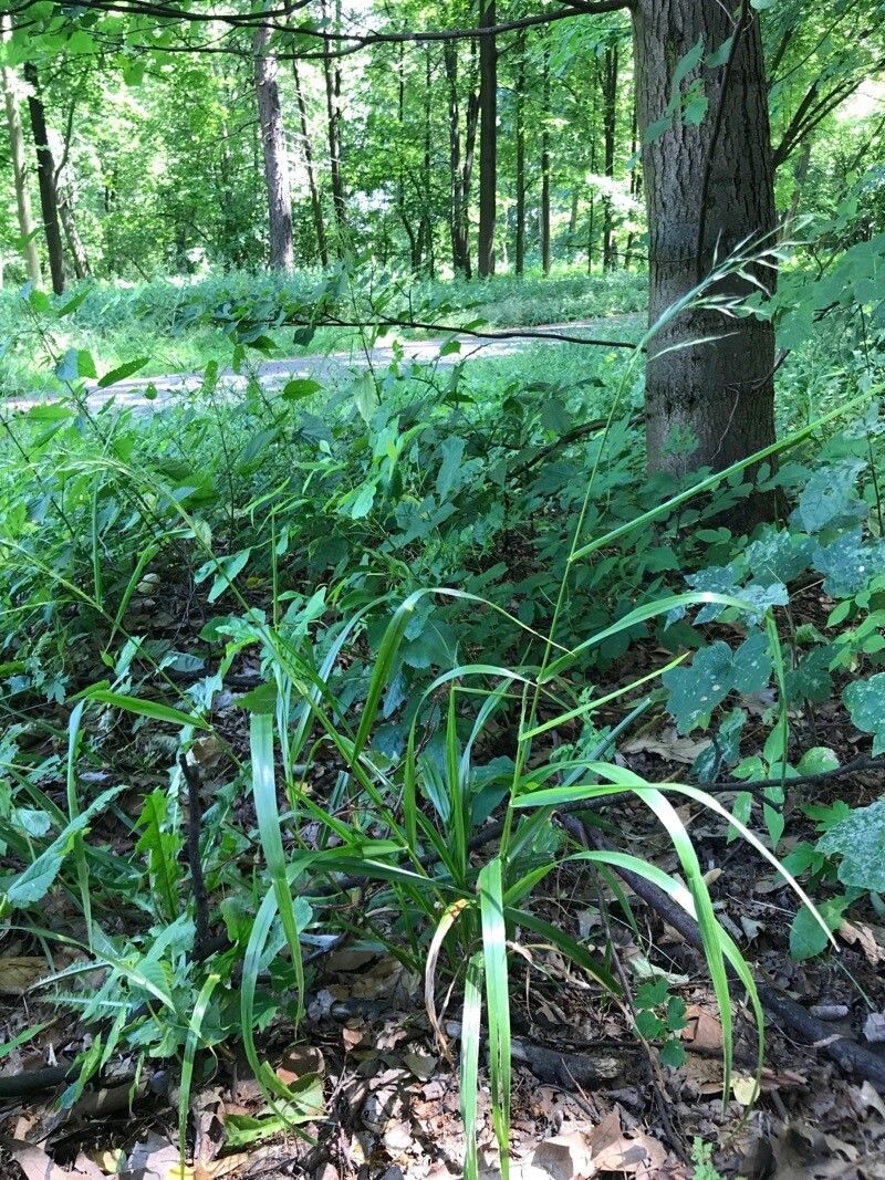 Festuca gigantea habit