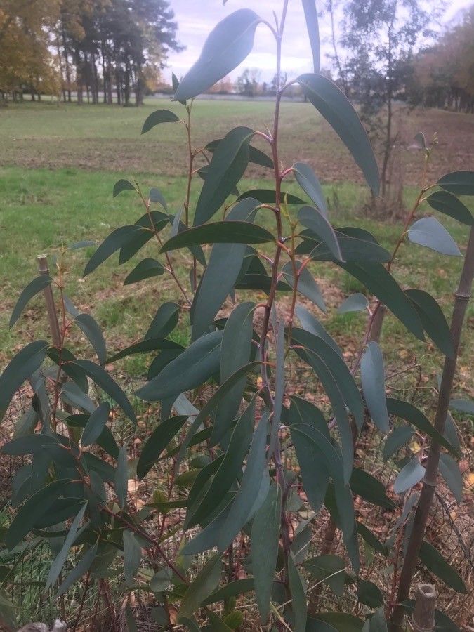 Eucalyptus coccifera habit