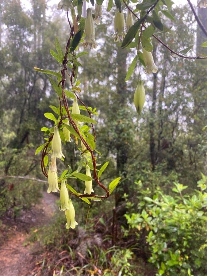 Billardiera longiflora flower