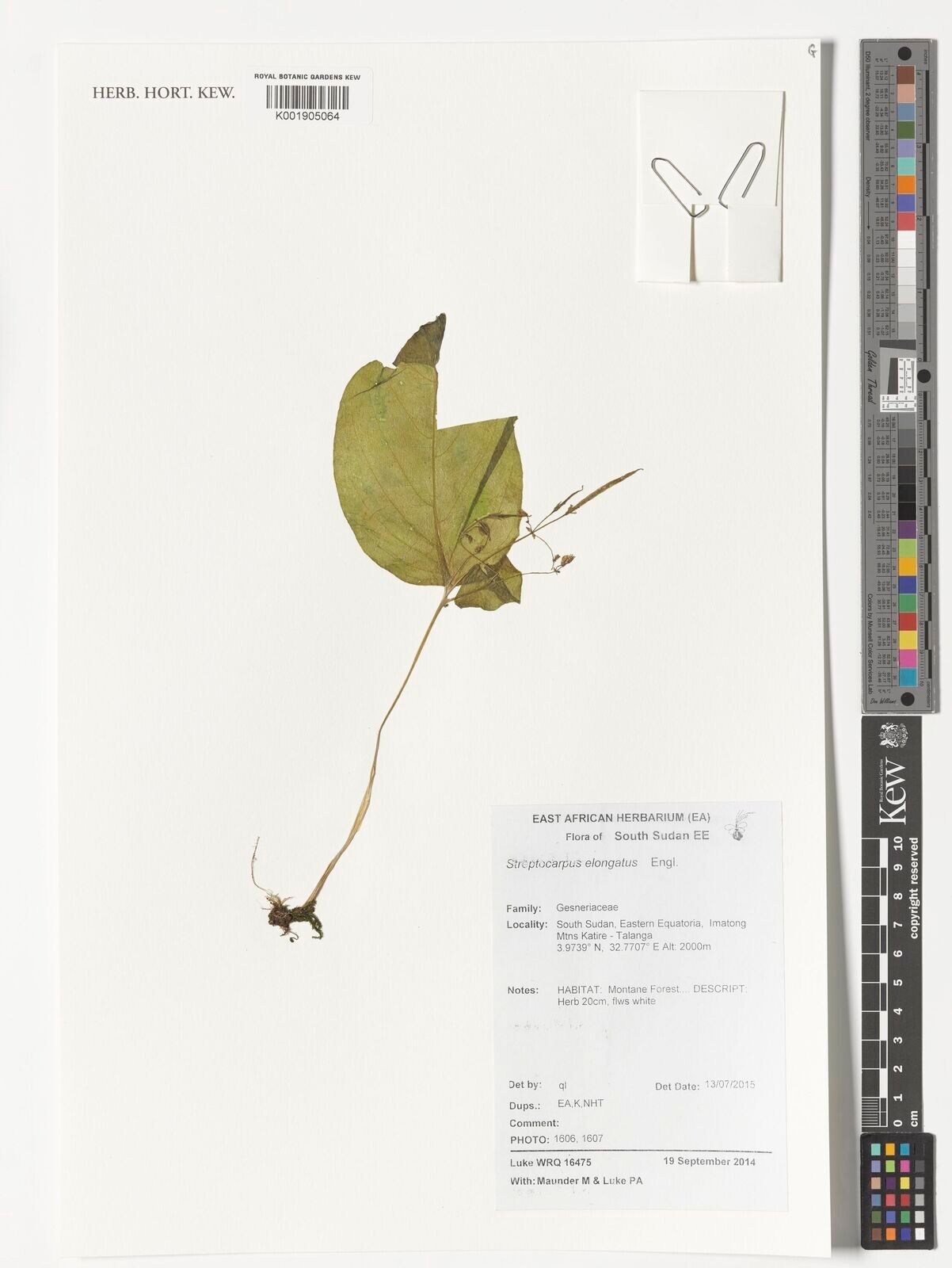 Streptocarpus elongatus — search result for 'Streptocarpus'