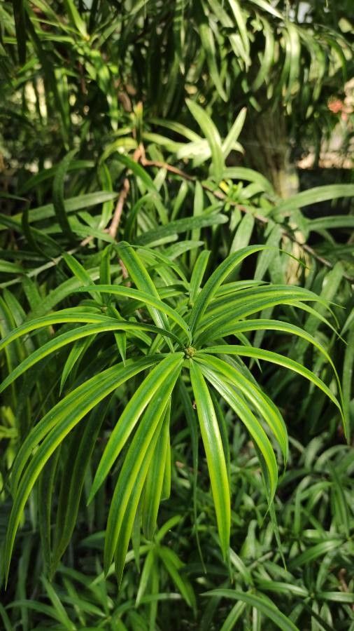 Podocarpus henkelii leaf