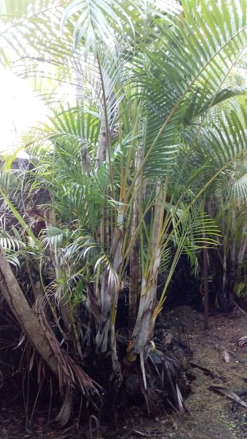 Laccospadix australasicus leaf