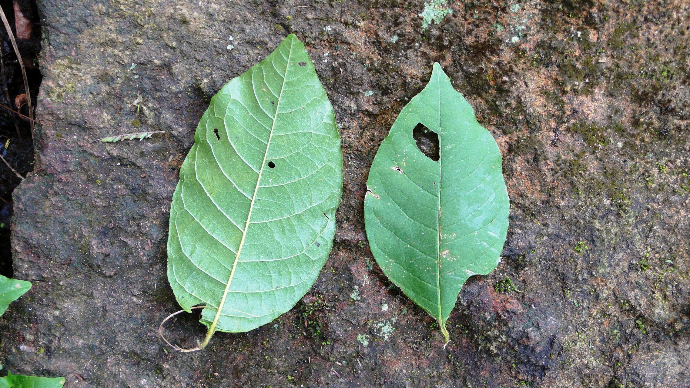 Combretum glaucocarpum leaf