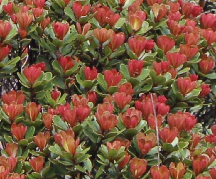 Cunonia atrorubens — related species from the same genus