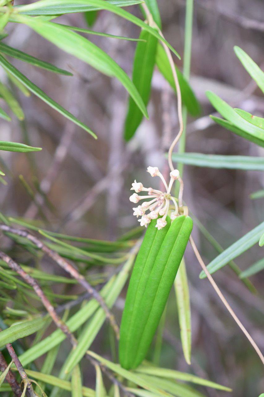 Leichhardtia mackeeorum habit