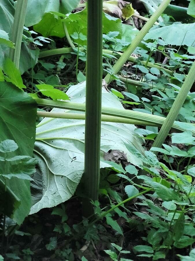 Petasites japonicus bark