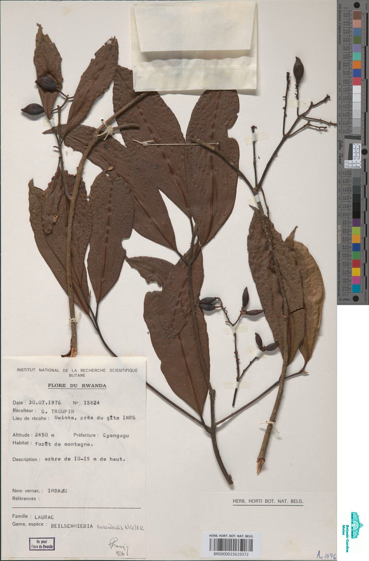 Beilschmiedia rwandensis — houseplant care guide