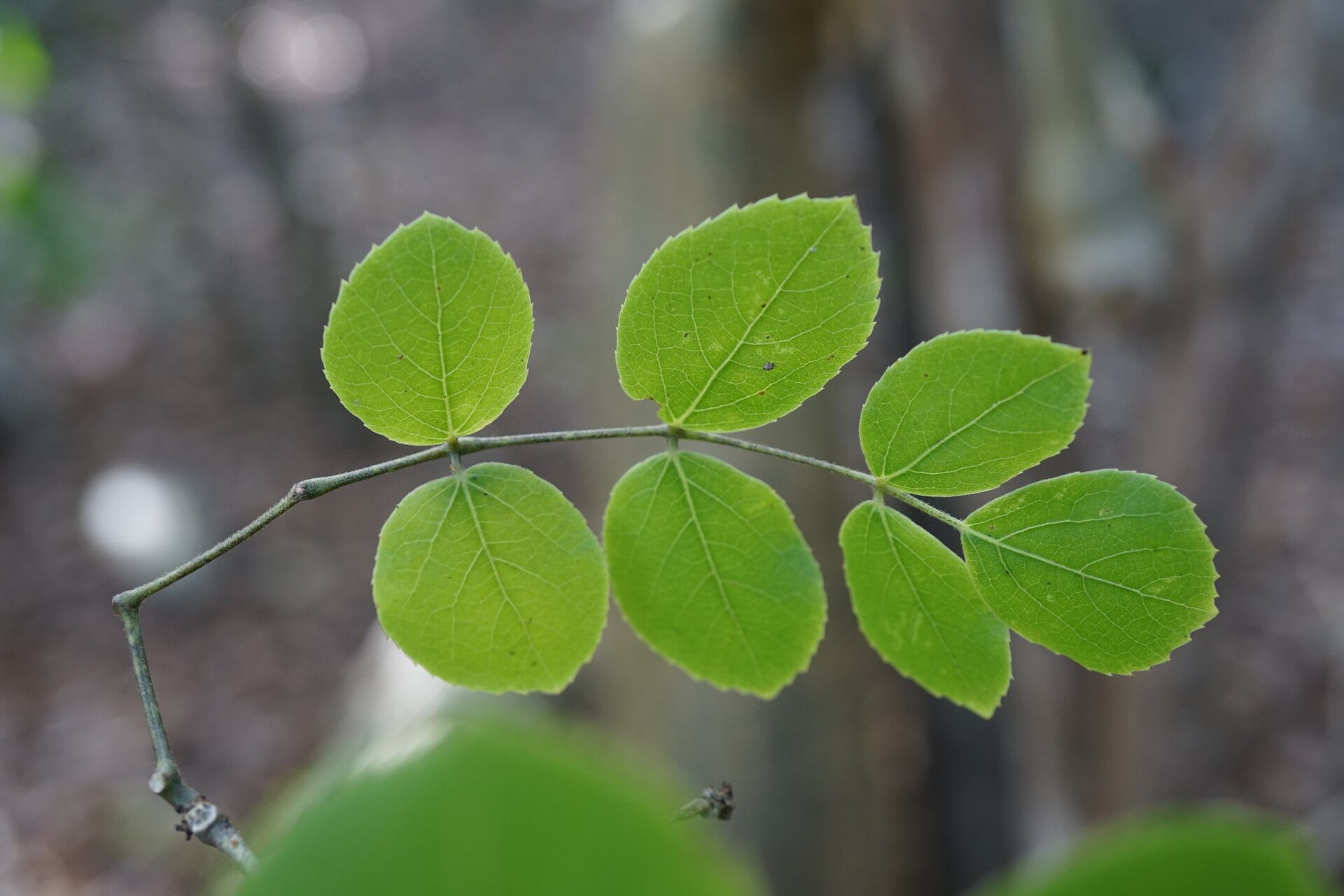 Cyphostemma darainense — houseplant care guide