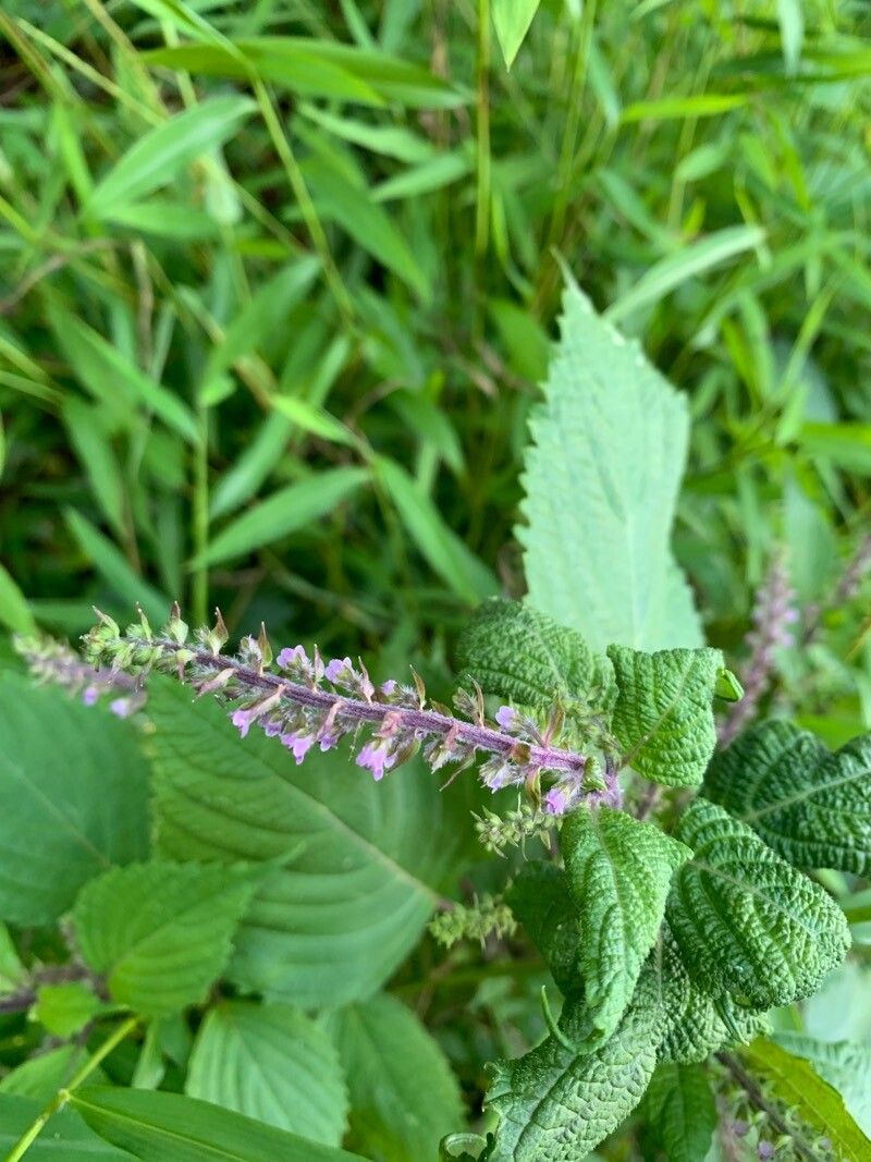 Aloysia macrostachya flower