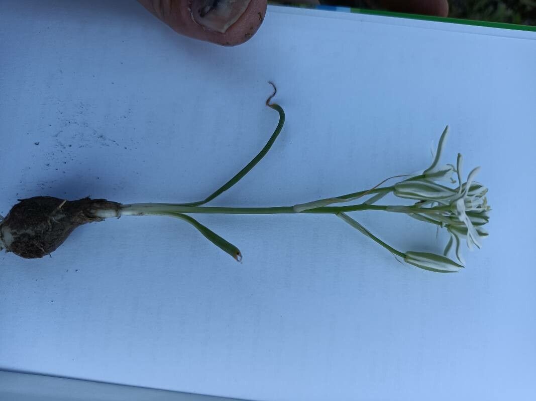 Ornithogalum comosum flower