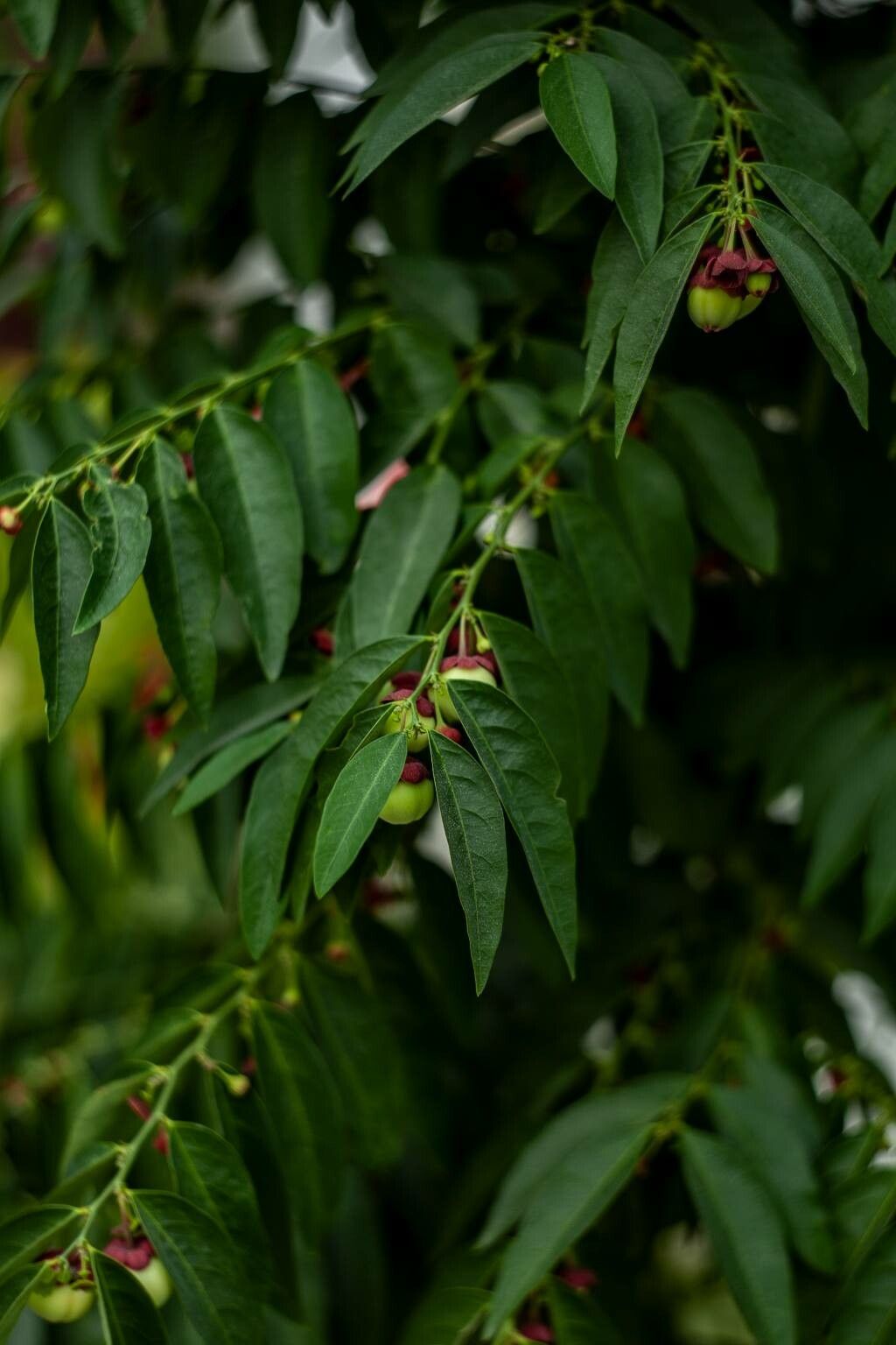 Sauropus androgynus — search result for 'Phyllanthaceae'