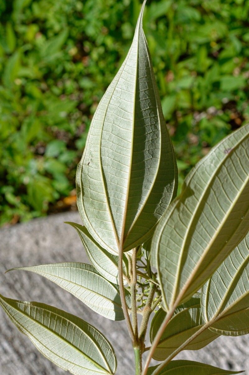 Miconia christophoriana — houseplant care guide