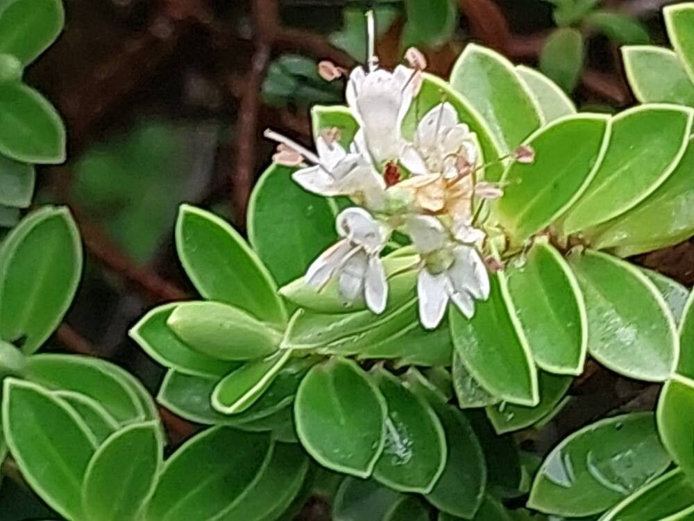 Veronica subalpina flower