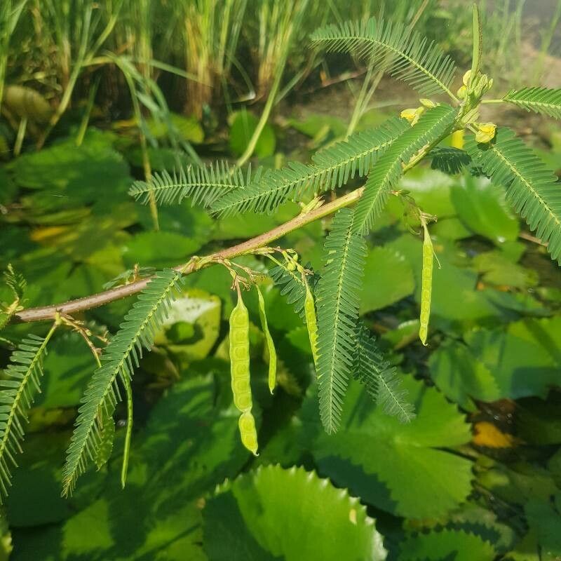 Aeschynomene sensitiva — houseplant care guide