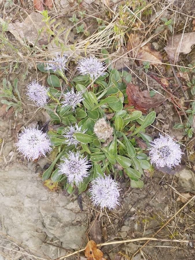 Globularia vulgaris flower