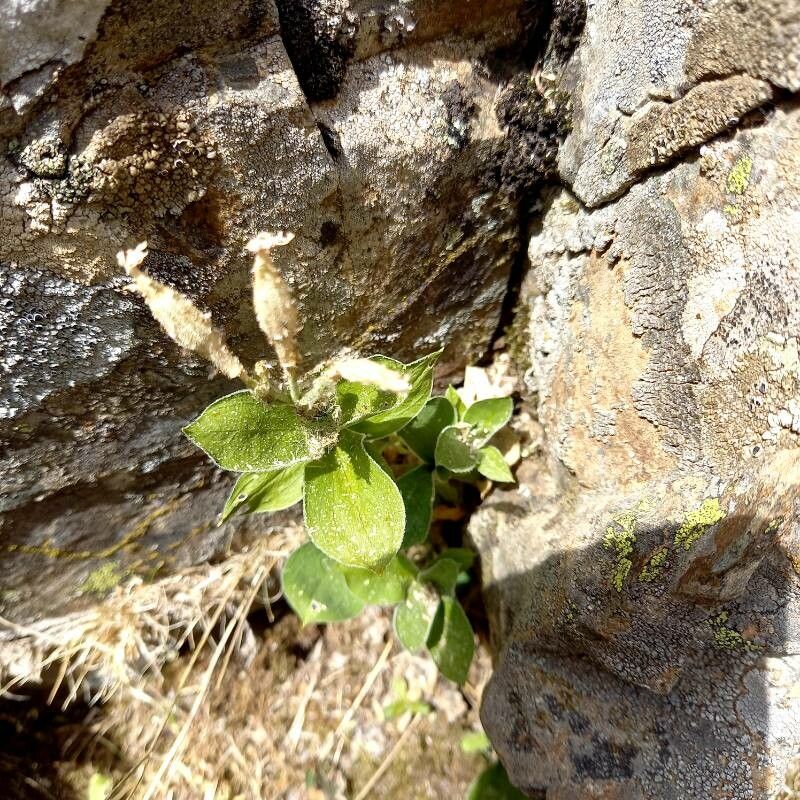Silene requienii fruit