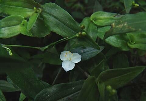 Gibasis pulchella flower
