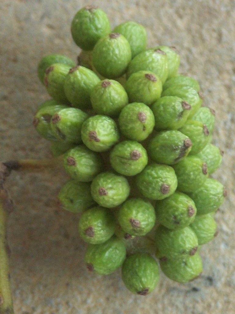 Hedycarya baudouinii fruit