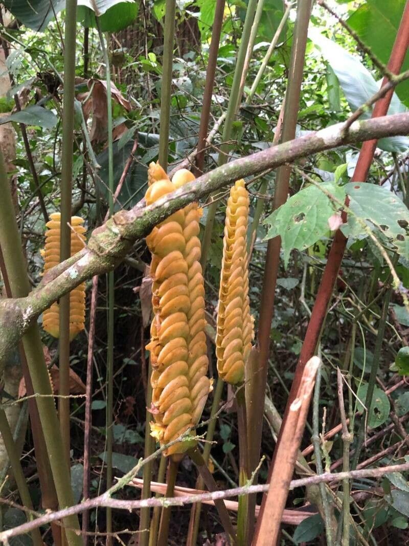 Calathea crotalifera fruit