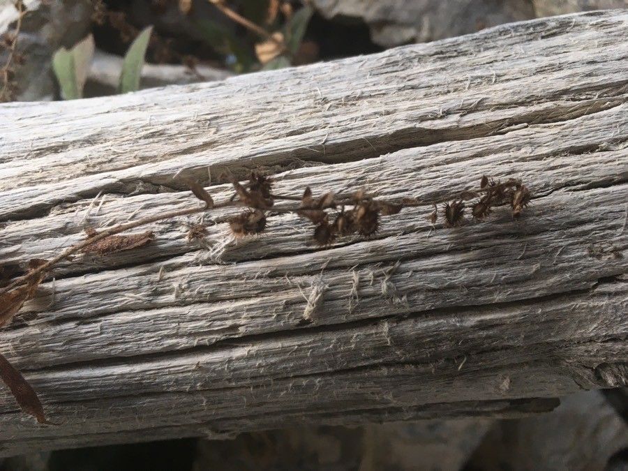 Hackelia deflexa bark