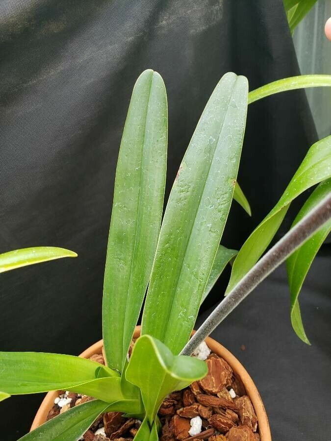 Paphiopedilum lowii — search result for 'Paphiopedilum'