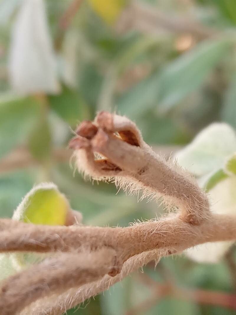 Oenothera drummondii fruit