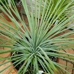 Agave stricta